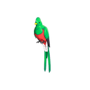 Quizzical Quetzal